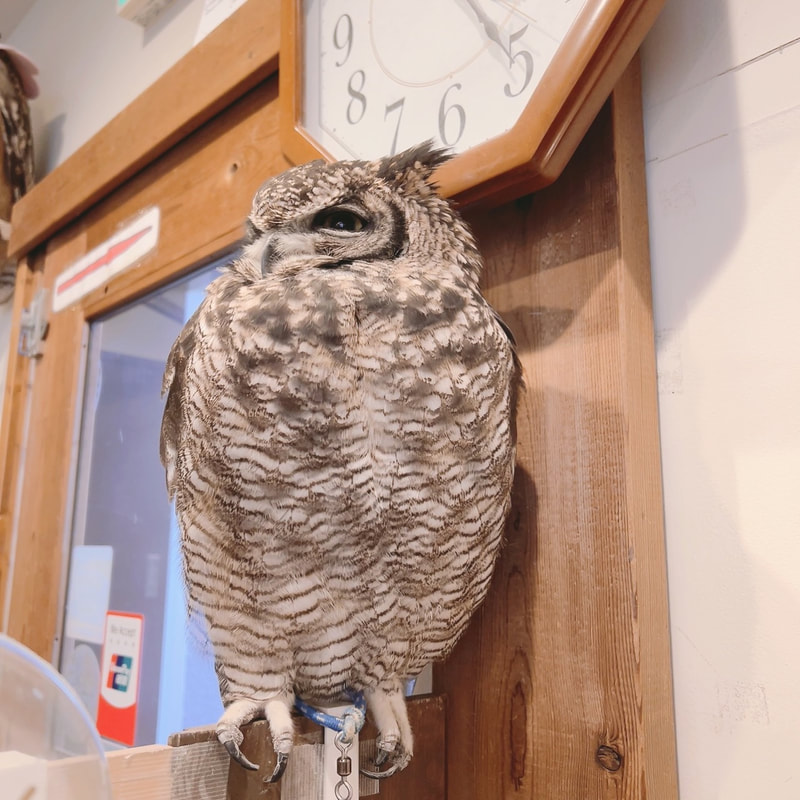 Spotted eagle owl - male - cute - owl cafe - Harajuku - Shibuya - Tokyo - toys - energy saving - cash register - partitions