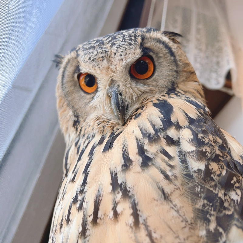 Bengal Eagle Owl - cute - fluffy - owl - owl cafe - Harajuku - Tokyo - Shibuya - eyebrows-boss