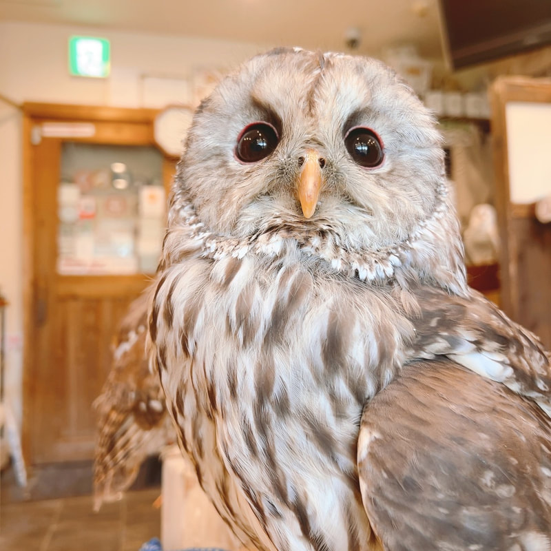 Tawny Owl - Ural Owl - cute - Fluffy - Owl Cafe - Harajuku - Shibuya - Tokyo - OwlVillage Harajuku