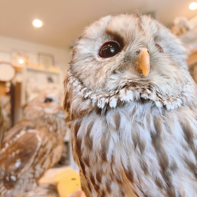 Tawny Owl - Ural Owl - cute - Fluffy - Owl Cafe - Harajuku - Shibuya - Tokyo - Owl's Village Harajuku - mix