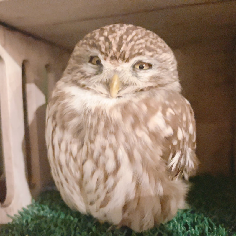 Little owl-Western Screech Owl-Mistake-Finding-Cute-Owl-Cafe-Harajuku-Shibuya-Tokyo-Answer-Correct Answer -Owl-hunter