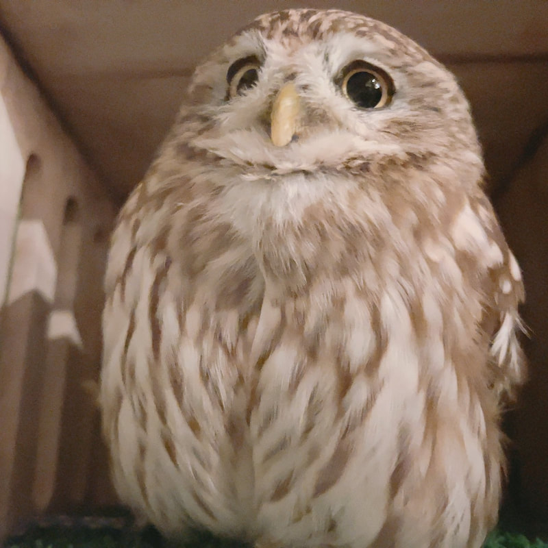Little owl-Western Screech Owl-Mistake-Finding-Cute-Owl-Cafe-Harajuku-Shibuya-Tokyo-Answer-Correct Answer -Owl