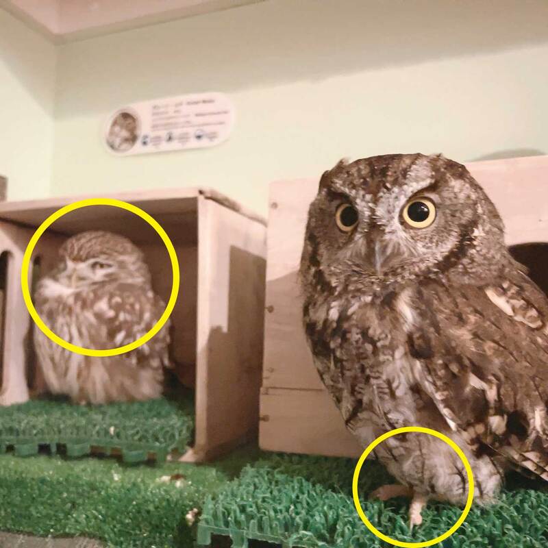 Little owl-Western Screech Owl-Mistake-Finding-Cute-Owl-Cafe-Harajuku-Shibuya-Tokyo-Answer-Correct Answer 