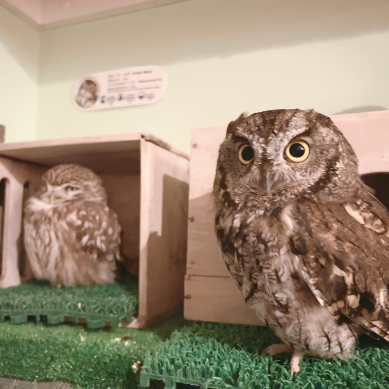Little owl-Western Screech Owl-Mistake-Finding-Cute-Owl-Cafe-Harajuku-Shibuya-Tokyo-Answer