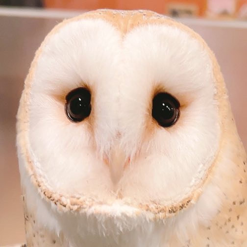 Barn owl - newcomer - song - uta - cute - owl cafe - Harajuku - owl village - Shibuya - Tokyo - flight - training - debut