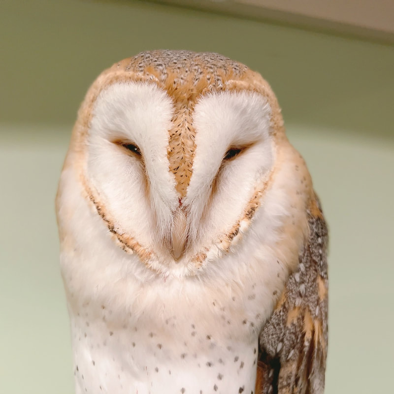 Barn owl - newcomer - song - uta - cute - owl cafe - Harajuku - owl village - Shibuya - Tokyo - flight - training 