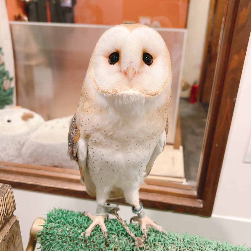Barn owl - newcomer - song - uta - cute - owl cafe - Harajuku - owl village - Shibuya - Tokyo 