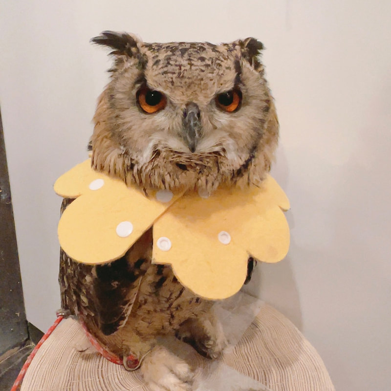 Rock Eagle Owl - birthday - celebration - congratulations - owl cafe - Harajuku - Shibuya - Tokyo - cute - sisters - cake - grumpy 