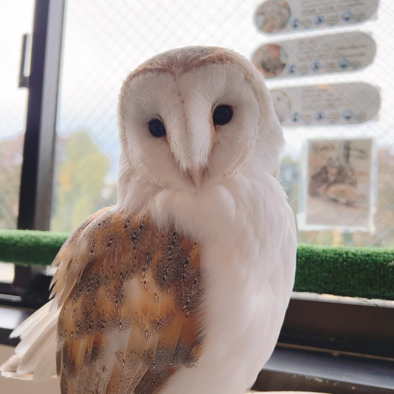 Rock Eagle Owl - birthday - celebration - congratulations - owl cafe - Harajuku - Shibuya - Tokyo - cute - sisters - cake - grumpy - barn owl - prince - brother