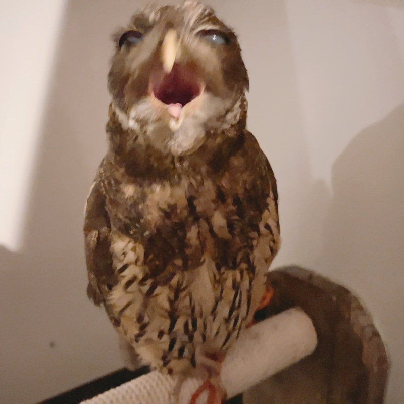 mottoled owl - cute - perit - owl cafe - Harajuku - Shibuya - Tokyo - Photo