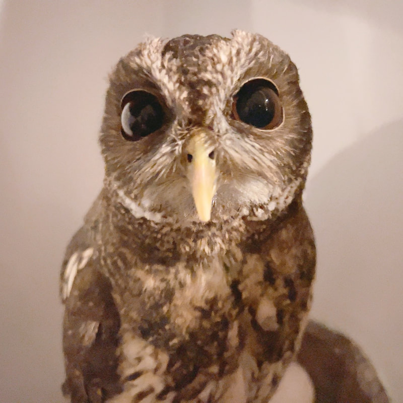 mottoled owl - cute - perit - owl cafe - Harajuku - Shibuya - Tokyo - alien - beak 