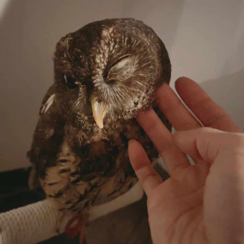 mottoled owl - cute - perit - owl cafe - Harajuku - Shibuya - Tokyo - alien - beak -pet