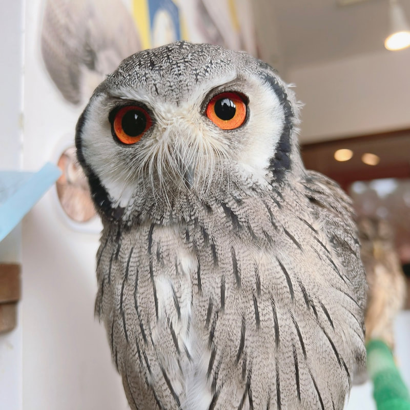 White faced screech owl - cute - fluffy - stretch - tights - thigh-highs - wings - orange - twilight duskiness