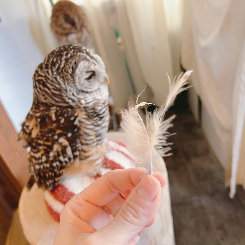 Chaco Owl - cute - fluffy - master craftsmanship - salon - hairstyles - curly hair - hairdresser