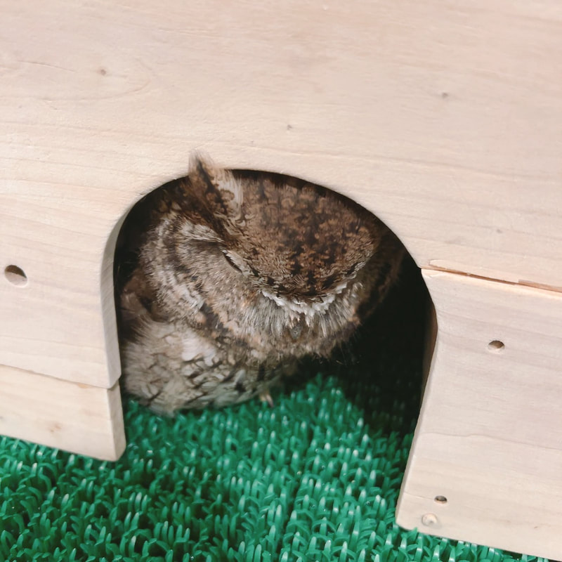 western screech owl - cute - male - my home - rest - night 