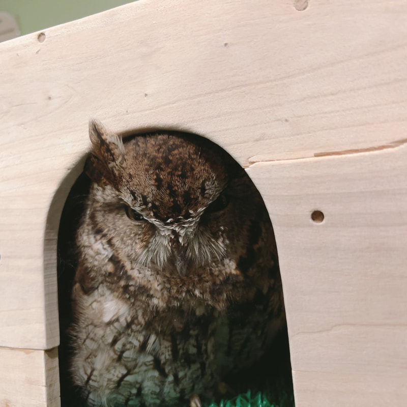 western screech owl - cute - male - my home - rest - night - forgotten - feather horns 