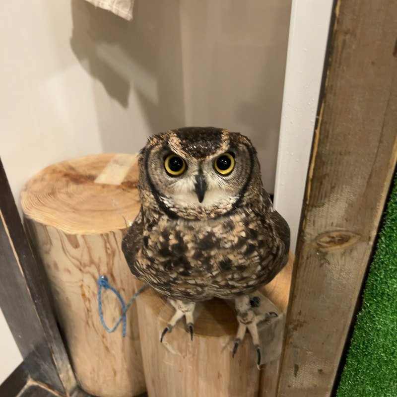 Spotted Eagle Owl - cute - fluffy - bathing - haircut - owl cafe - Harajuku - Shibuya - Tokyo - nori-ben 