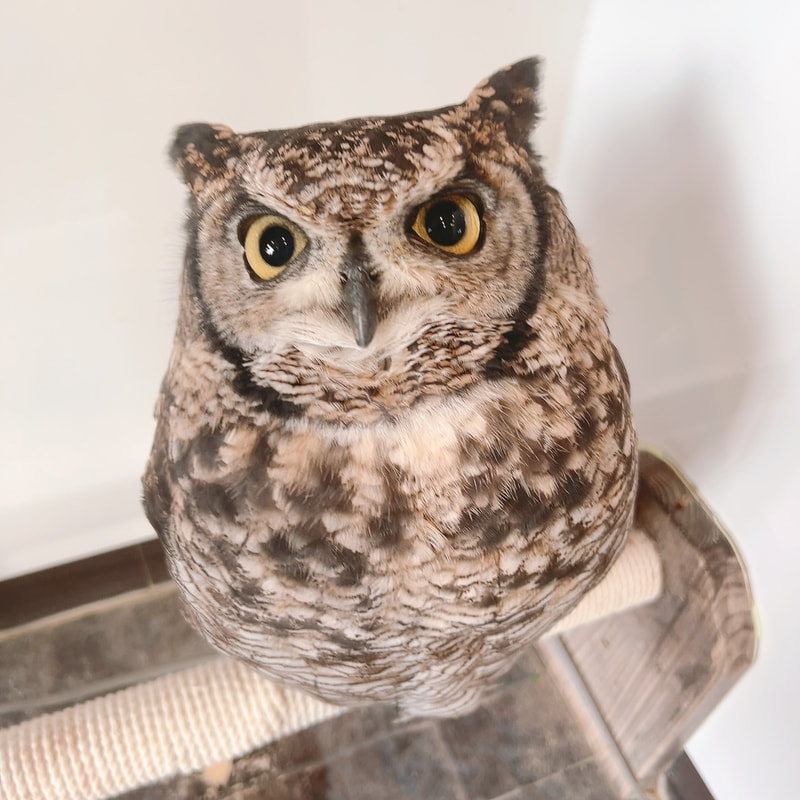 Spotted Eagle Owl - cute - fluffy - bathing - haircut - owl cafe - Harajuku - Shibuya - Tokyo