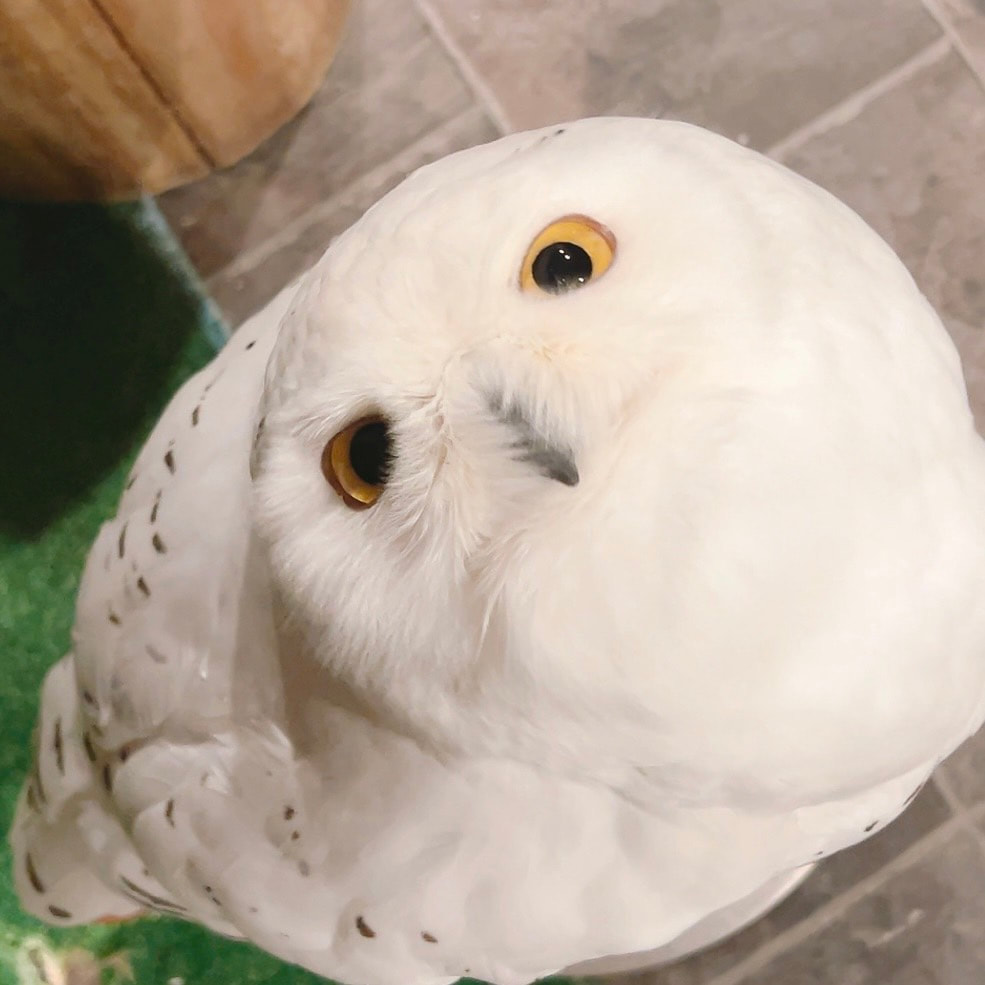 snowy owl - cute - male - fluffy - owl cafe - Harajuku - Shibuya - Tokyo