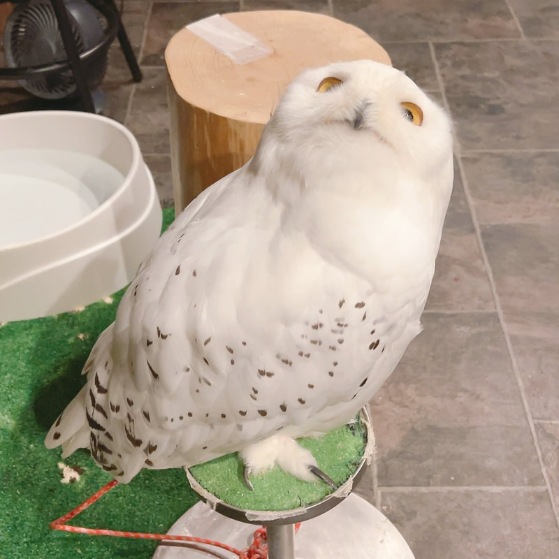 snowy owl - cute - male - fluffy - owl cafe - Harajuku - Shibuya - Tokyo - owl - observation 