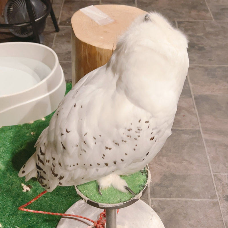 snowy owl - cute - male - fluffy - owl cafe - Harajuku - Shibuya - Tokyo - owl 