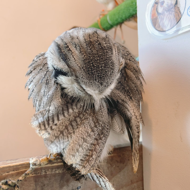 Rock Eagle Owl - cute - fluffy - grooming - owl cafe - Harajuku - Shibuya - Tokyo - owls - White Fased Scops Owl 