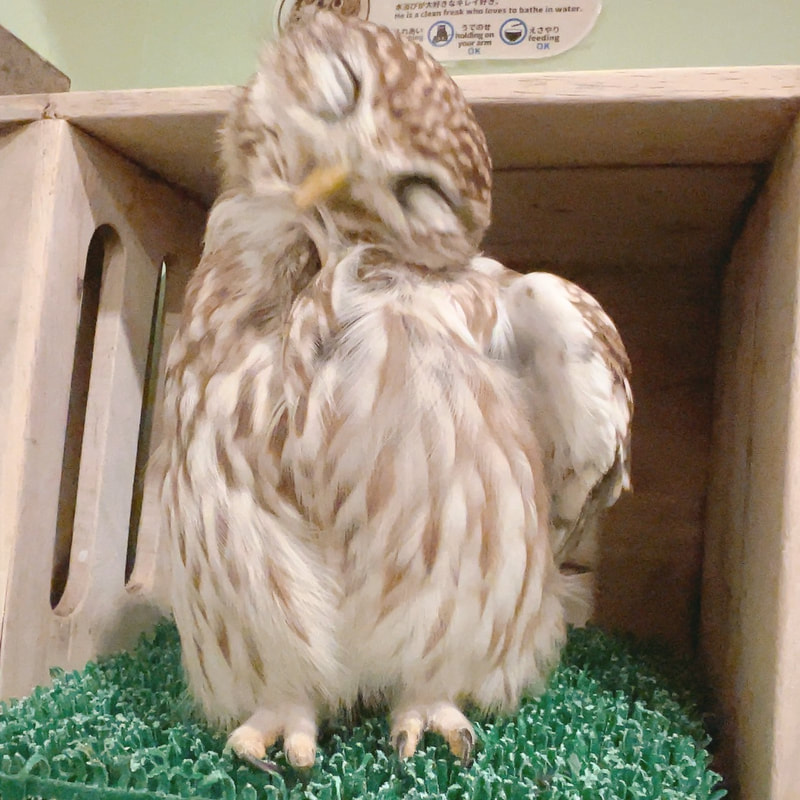 Rock Eagle Owl - cute - fluffy - grooming - owl cafe - Harajuku - Shibuya - Tokyo - owls  - Little Owl