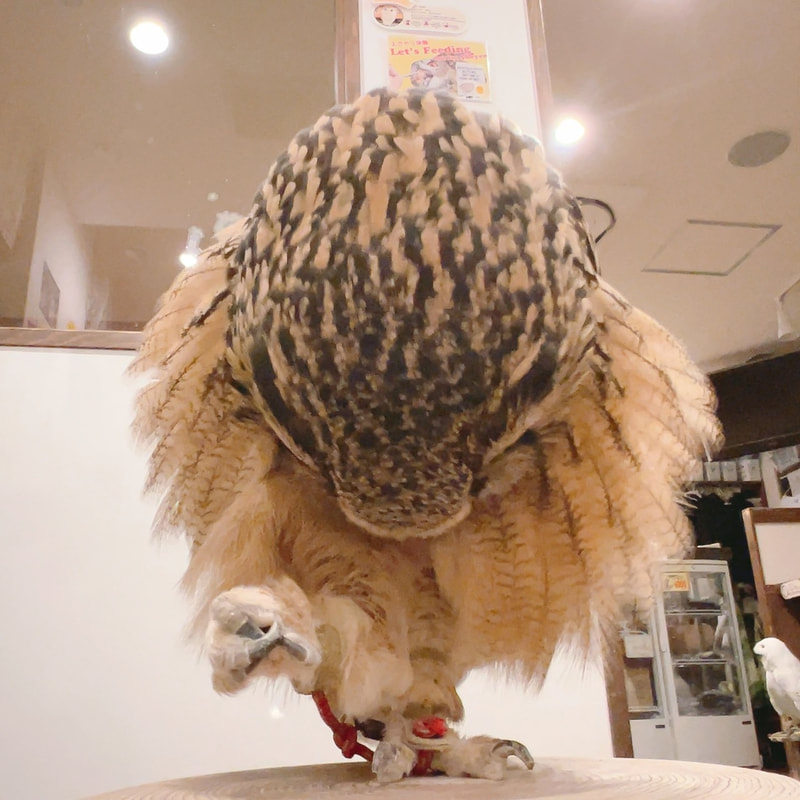 Rock Eagle Owl - cute - fluffy - grooming - owl cafe - Harajuku - Shibuya - Tokyo - owls 