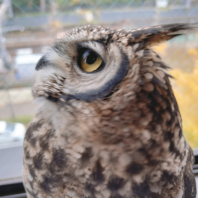 Spotted Eagle Owl - cute - fluffy - owl - owl cafe - Harajuku - owl cafe - Harajuku - Shibuya - Tokyo - Japan 