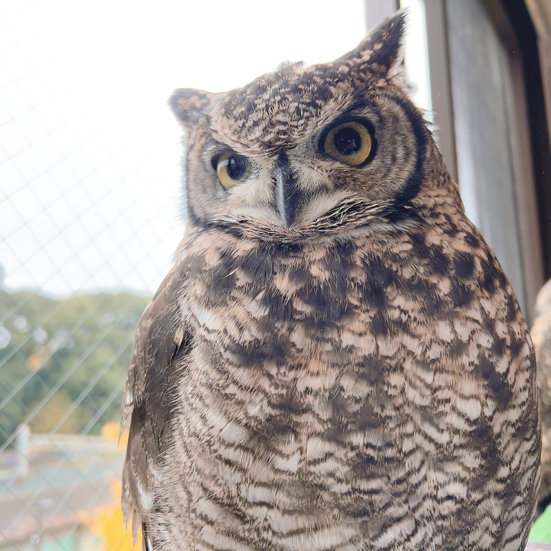 Spotted Eagle Owl - cute - fluffy - owl - owl cafe - Harajuku - owl cafe - Harajuku - Shibuya - Tokyo - Japan - feather horn