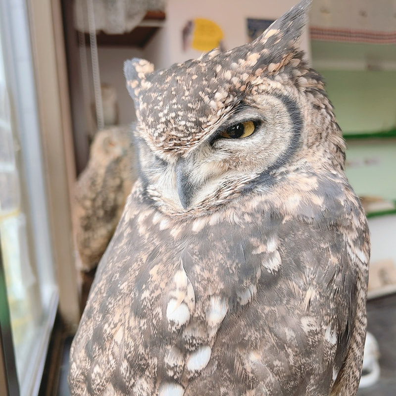 Spotted Eagle Owl - cute - fluffy - owl - owl cafe - Harajuku - owl cafe - Harajuku - Shibuya - Tokyo - Japan - feather horn - profile