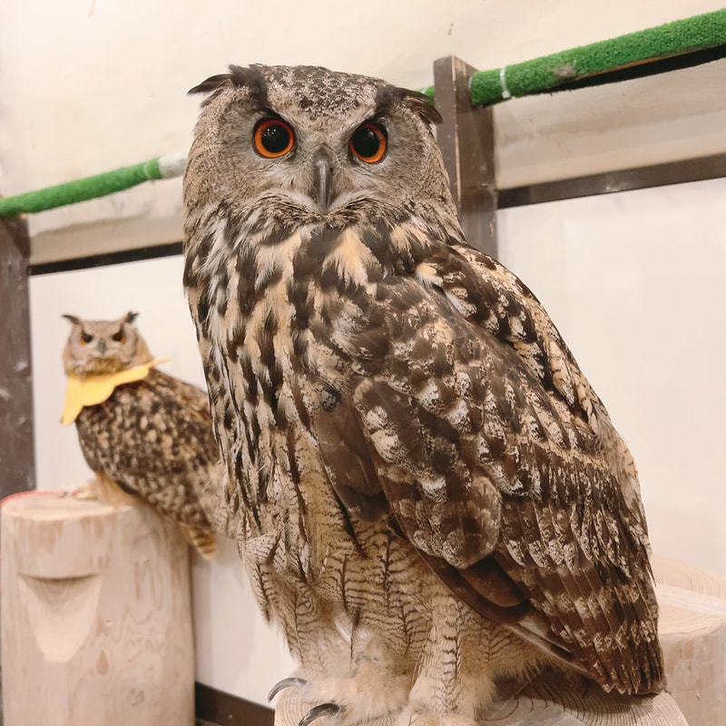 Rock Eagle Owl - birthday - happy birthday - 8 years old - cute - maiden in love - unrequited love - single-minded - owl - owl cafe - Harajuku - Tokyo - Shibuya 