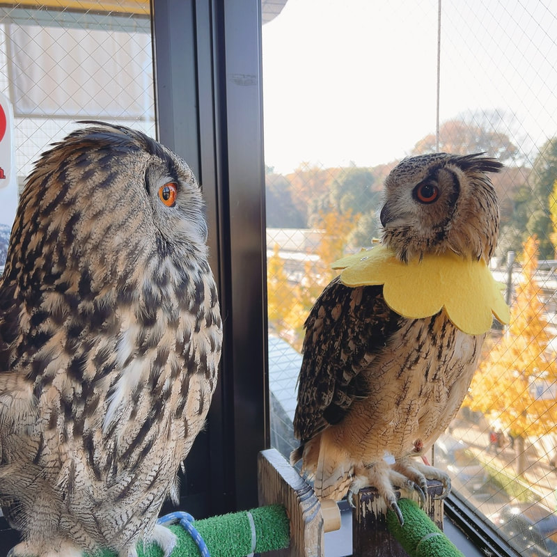 Rock Eagle Owl - birthday - happy birthday - 8 years old - cute - maiden in love - unrequited love - single-minded - owl - owl cafe - Harajuku 