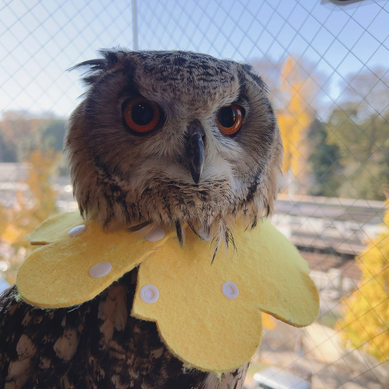 Rock Eagle Owl - birthday - happy birthday - 8 years old - cute - maiden in love - unrequited love - single-minded - owl - owl cafe - Harajuku - Tokyo - Shibuya - Owl Village