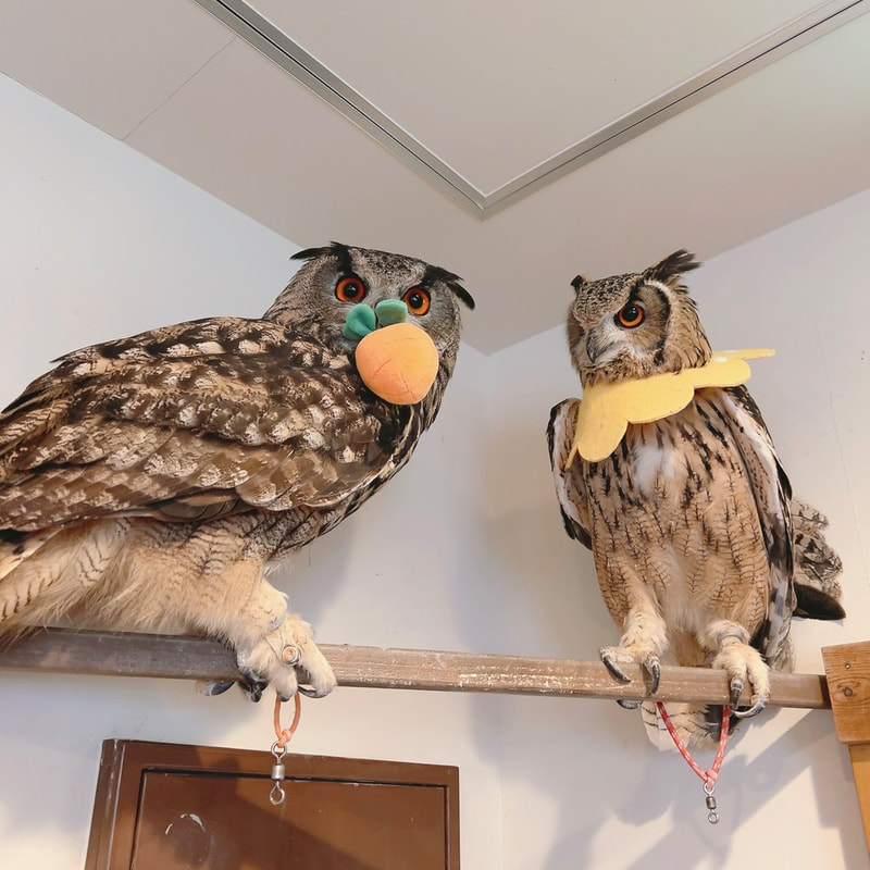 Rock Eagle Owl - birthday - happy birthday - 8 years old - cute - maiden in love - unrequited love - single-minded - owl - owl cafe 