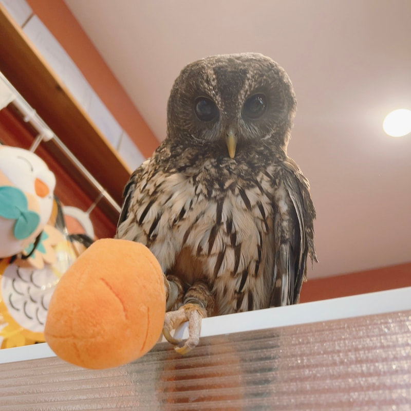 mottledowl - male - carrot - toy - owl - owl cafe - Harajuku 