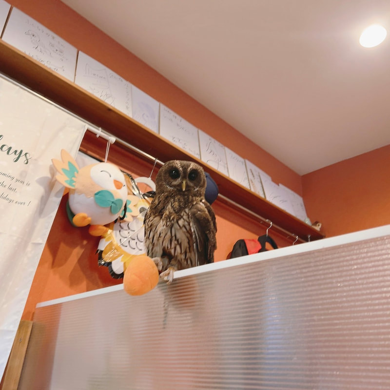 mottledowl - male - carrot - toy - owl - owl cafe - Harajuku - Tokyo - Shibuya 
