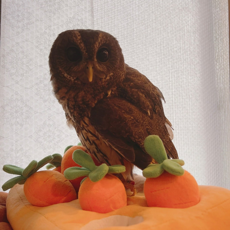 mottledowl - male - carrot - toy - owl - owl cafe - Harajuku - Tokyo - Shibuya - camera shy - photography