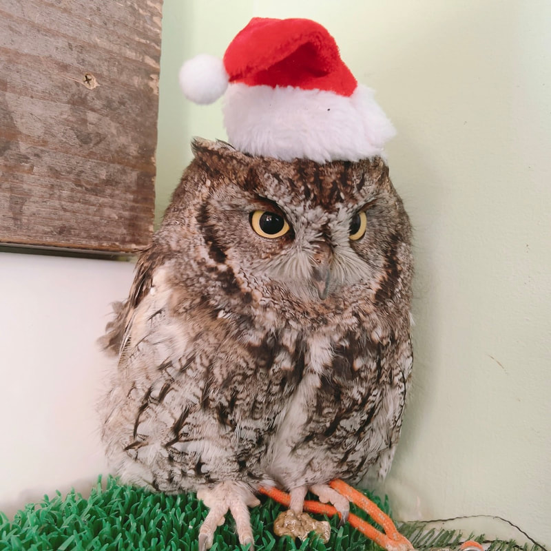 Western Screech Owl - cute - Santa Claus - Christmas - present - owl - owl cafe - Harajuku - Tokyo - Shibuya