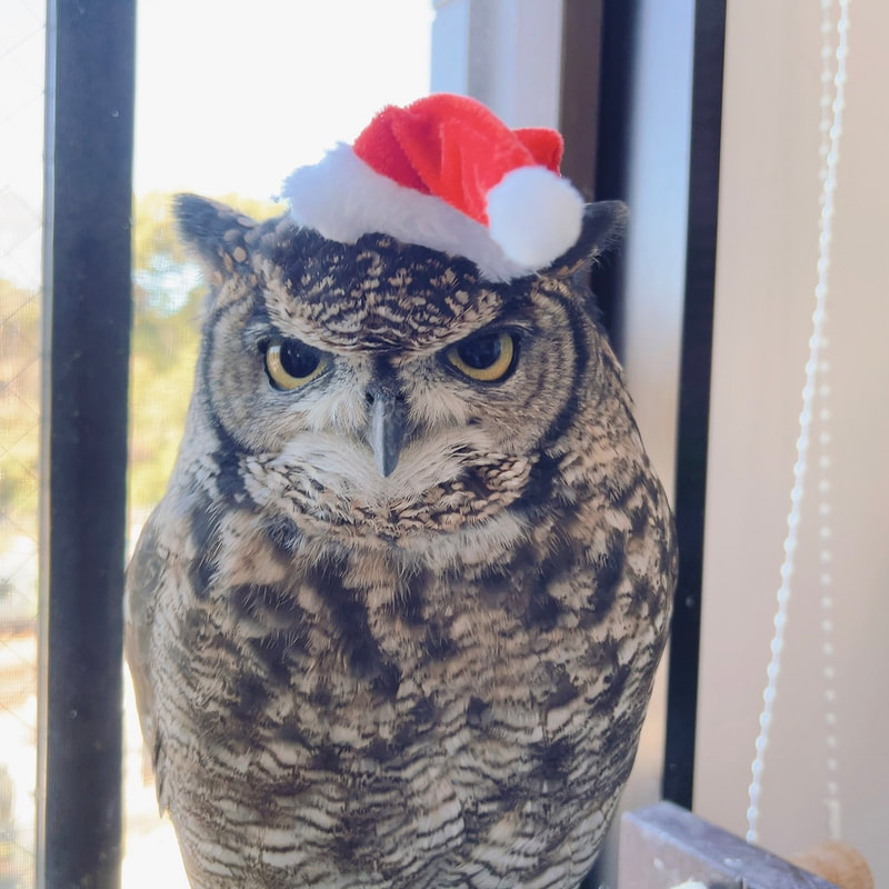 Western Screech Owl - cute - Santa Claus - Christmas - present - owl - owl cafe - Harajuku - Tokyo - Shibuya - Sptted Eagle Owl 