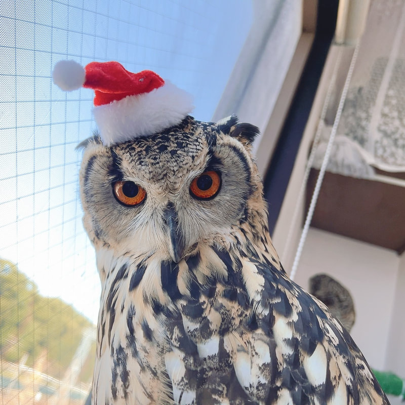 Western Screech Owl - cute - Santa Claus - Christmas - present - owl - owl cafe - Harajuku - Tokyo - Shibuya - Rock Eagle Owl - sister 