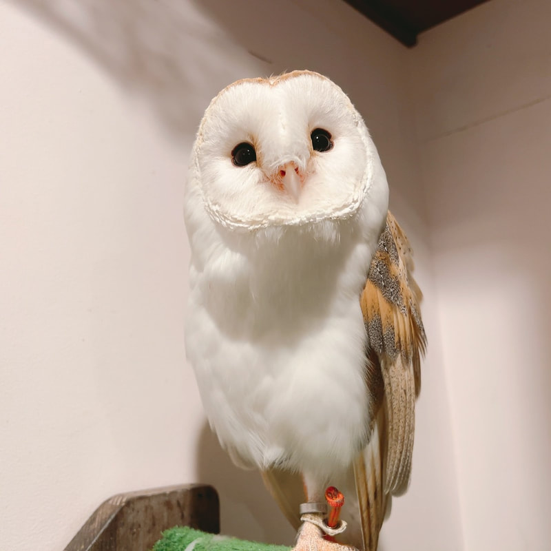 Barn Owl - Prince - Cute - Birthday - 8 years old - Owl Cafe - Harajuku - Shibuya - Tokyo - Celebration 