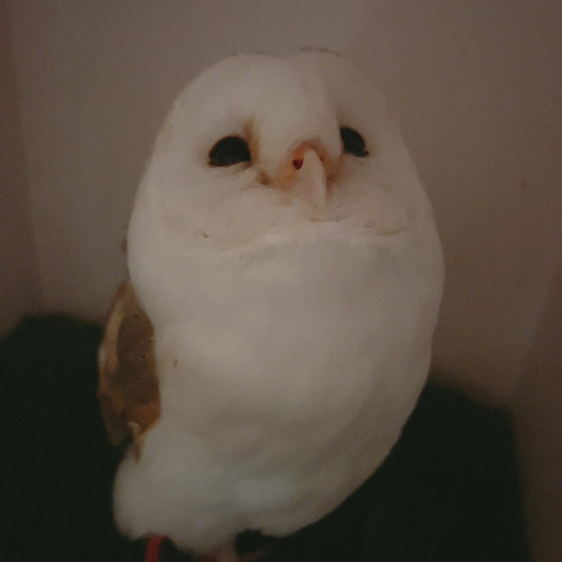 Barn Owl - Prince - Cute - Birthday - 8 years old - Owl Cafe - Harajuku - Shibuya - Tokyo - Celebration - Smile - Kawaii 