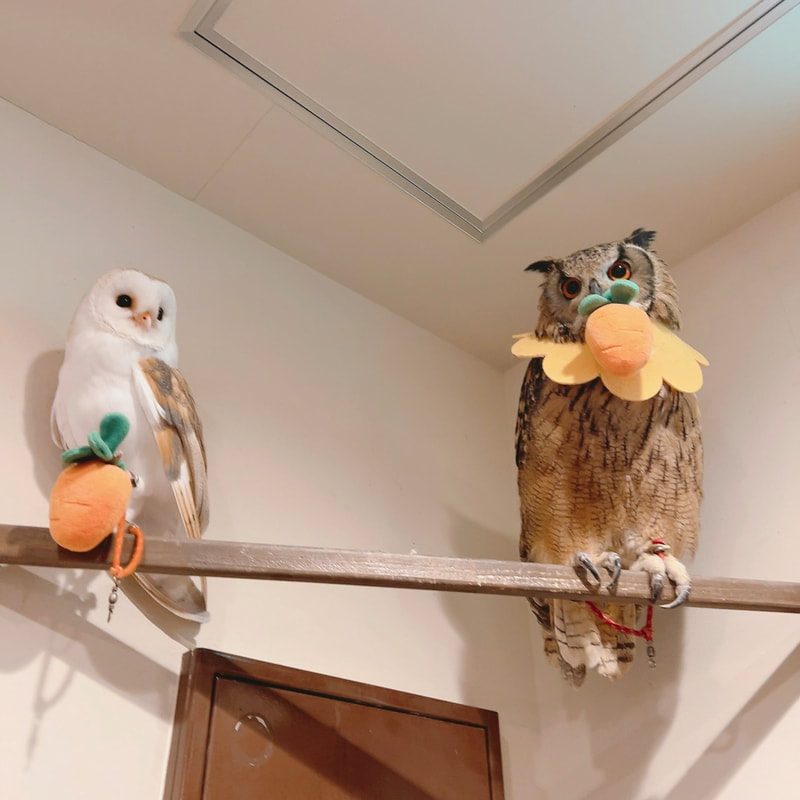 Barn Owl - Prince - Cute - Birthday - 8 years old - Owl Cafe - Harajuku - Shibuya - Tokyo - Celebration - Smile - Kawaii - Party