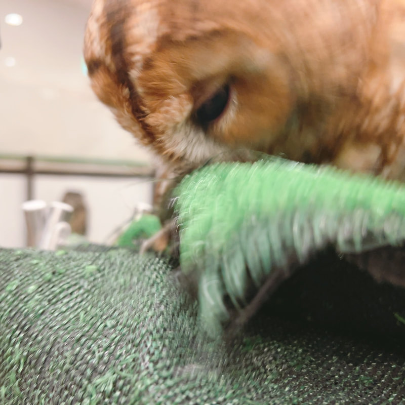 Tawny Owl - cute - youngest - prank - owl - owl cafe - Harajuku - Tokyo - Shibuya - lawn - Kawaii - hide-and-seek