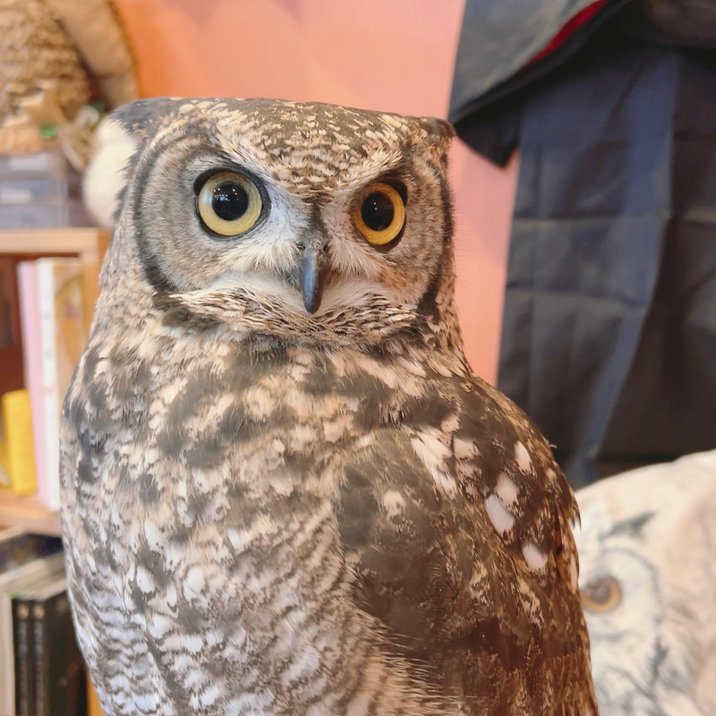 Spotted Eagle Owl - Hide and Seek - Zashiki - Tatami - Cute - Owl - Owl Cafe - Harajuku - Tokyo - Shibuya - Toys - Special Seats 