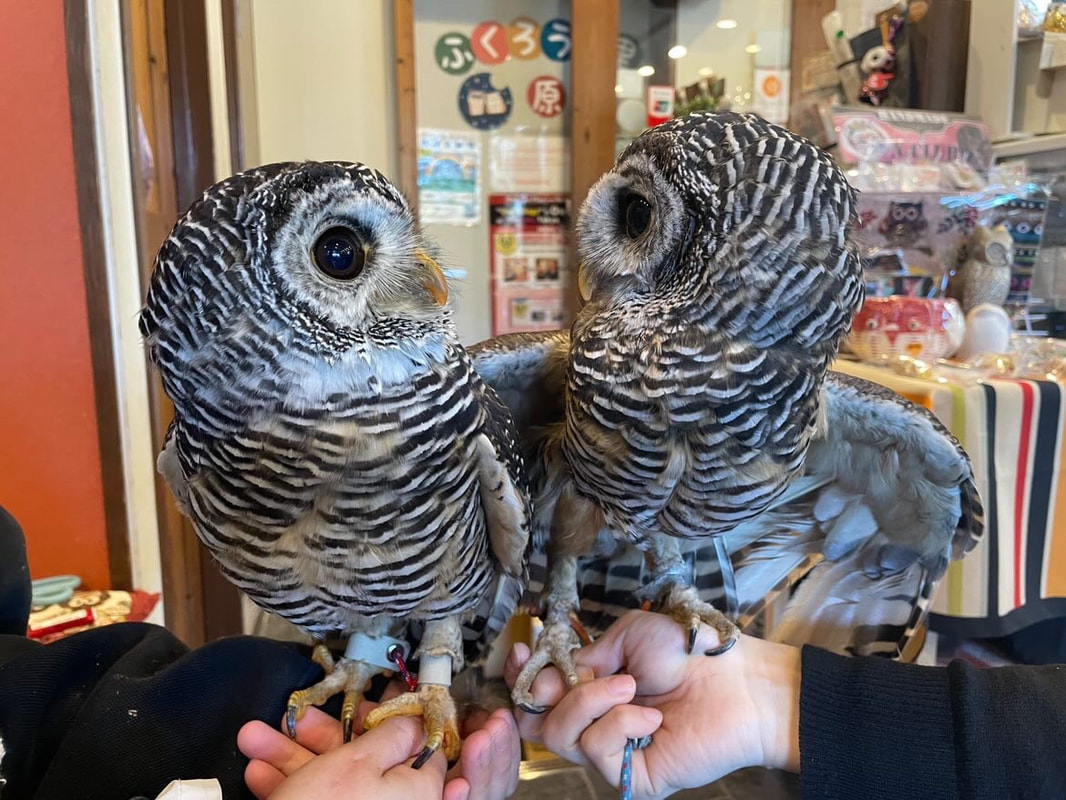 Chaco Owl - maintenance - cute - owl - owl cafe - Harajuku - Tokyo - Shibuya - male - female - herbivore