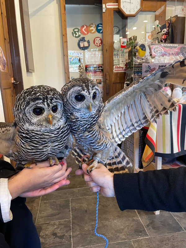 Chaco Owl - maintenance - cute - owl - owl cafe - Harajuku - Tokyo - Shibuya - male - female