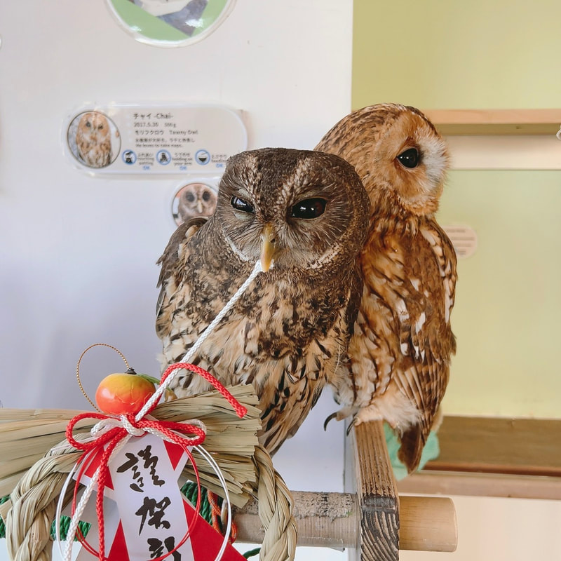 mottledowl - pumpkin - cute - owl - owl cafe - Harajuku - Tokyo - Shibuya - New Year's Eve - year-end