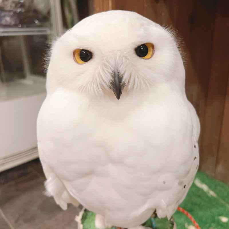 Snowyowl - cute - fluffy - owl - owl cafe - Harajuku - Tokyo - Shibuya - mischievous